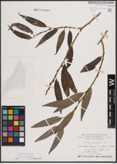 Foto von Salix fragilis L.